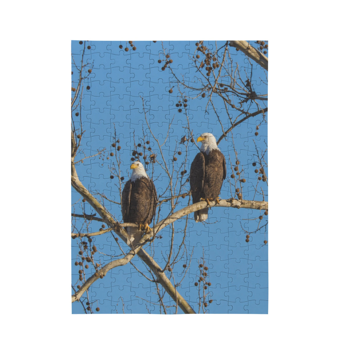 Bald Eagle Pair 10 x 13.94 in 200-Piece Wooden Jigsaw Puzzle (QUE)