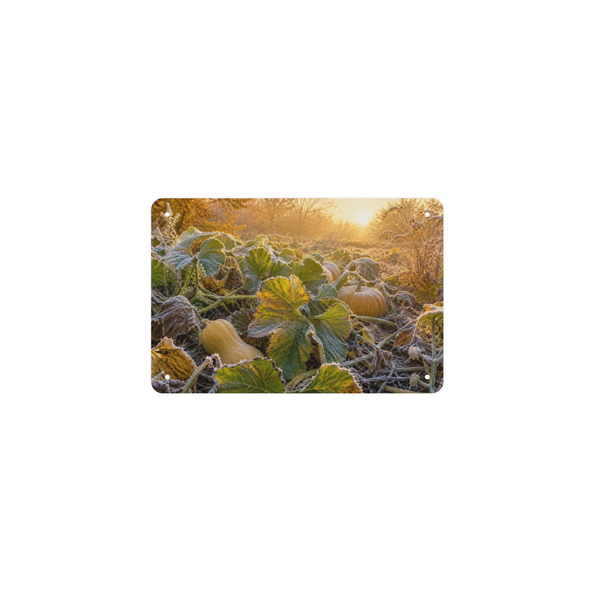 Frosted Squash Morning 12 x 8 in Metal Tin Sign