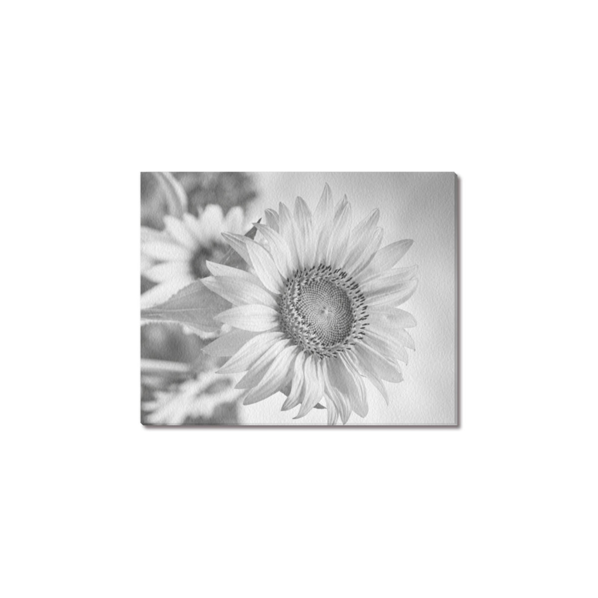 Monochrome Sunflower Frame Canvas Print 8"x10"