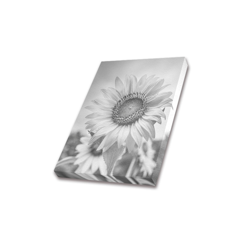 Monochrome Sunflower Frame Canvas Print 8"x10"