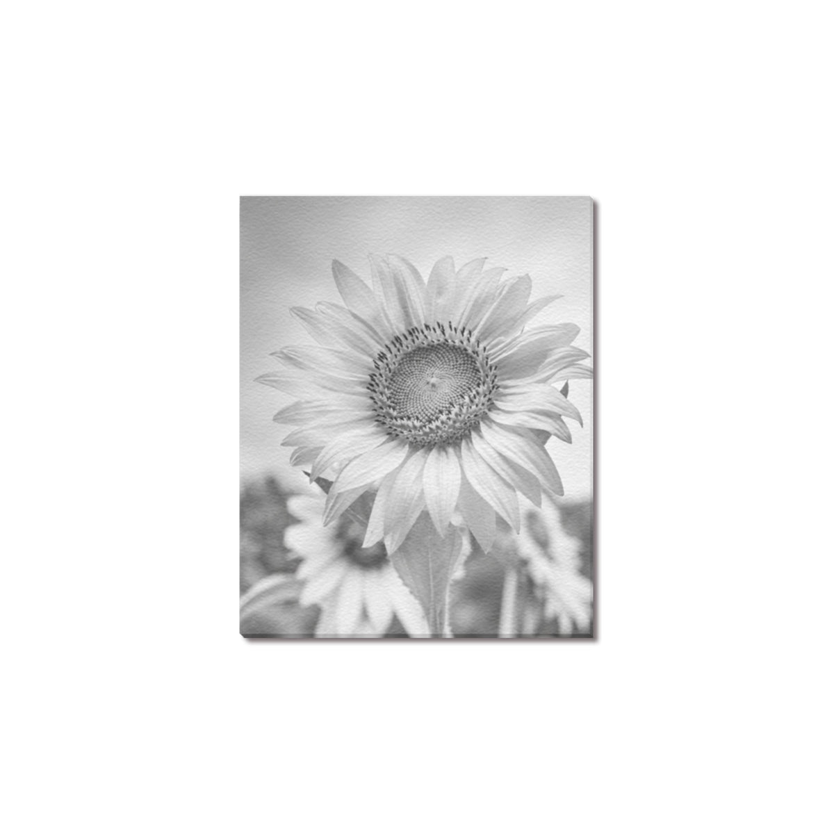 Monochrome Sunflower Frame Canvas Print 8"x10"