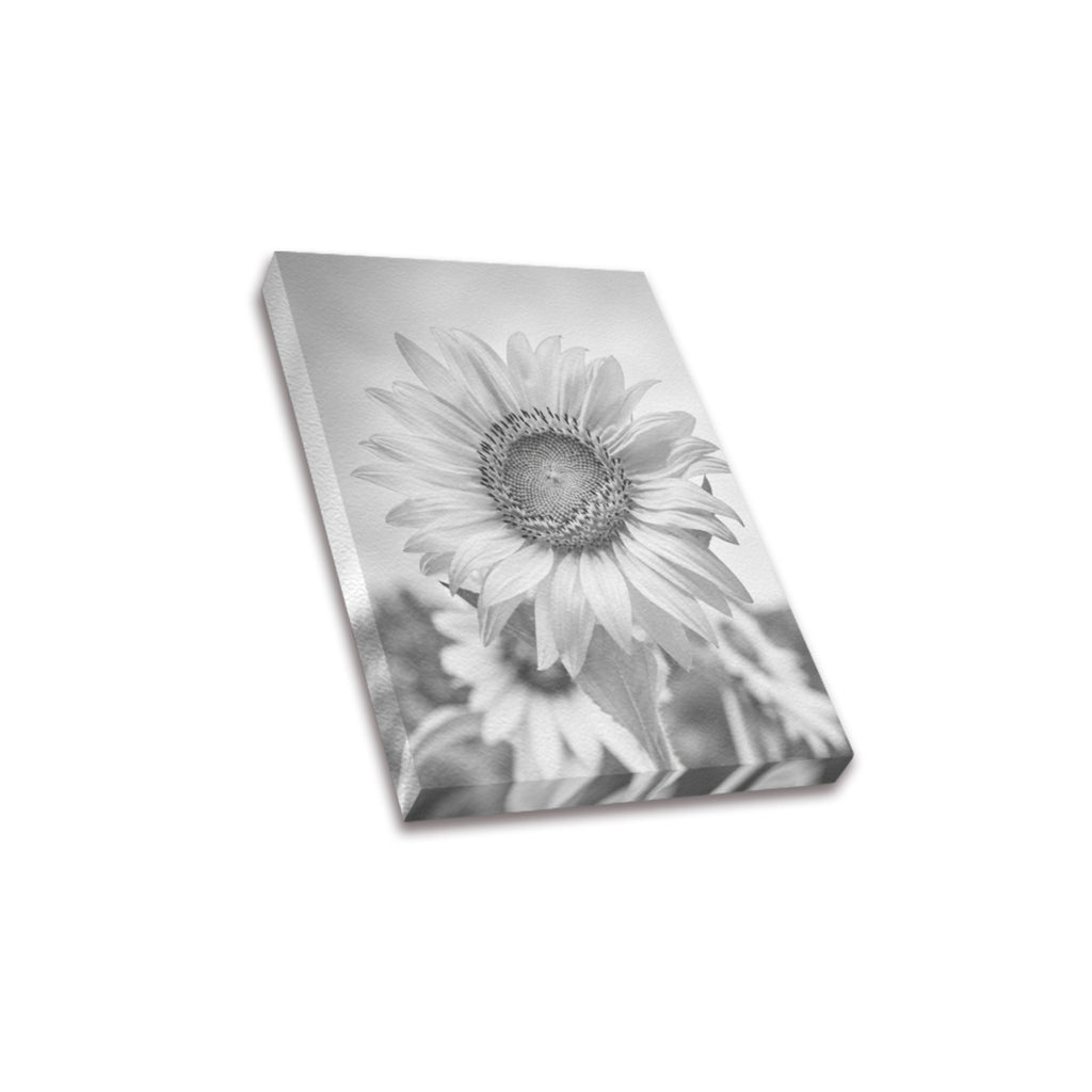 Monochrome Sunflower Frame Canvas Print 8"x10"