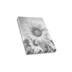 Monochrome Sunflower Frame Canvas Print 8"x10"