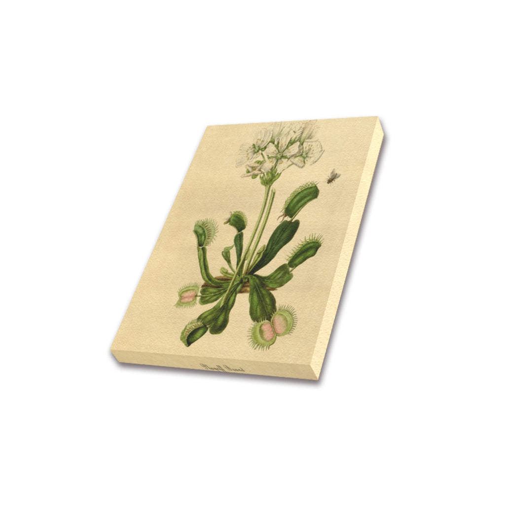 Playoff Bound Venus Flytrap Frame Canvas Print 8"x10"