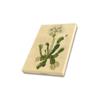 Playoff Bound Venus Flytrap Frame Canvas Print 8"x10"