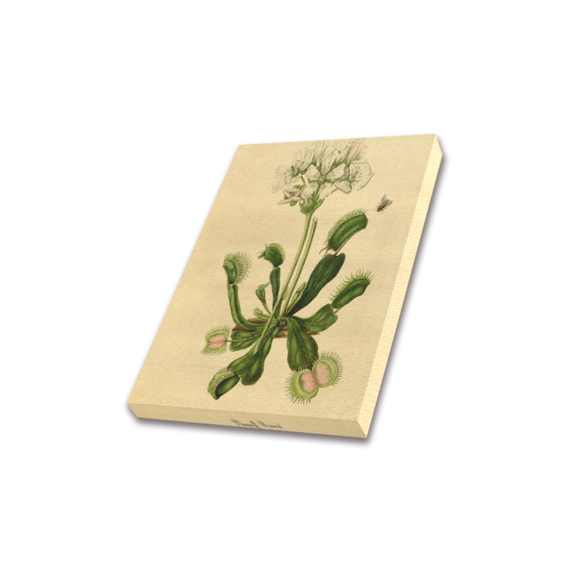 Playoff Bound Venus Flytrap Frame Canvas Print 8"x10"