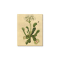 Playoff Bound Venus Flytrap Frame Canvas Print 8"x10"