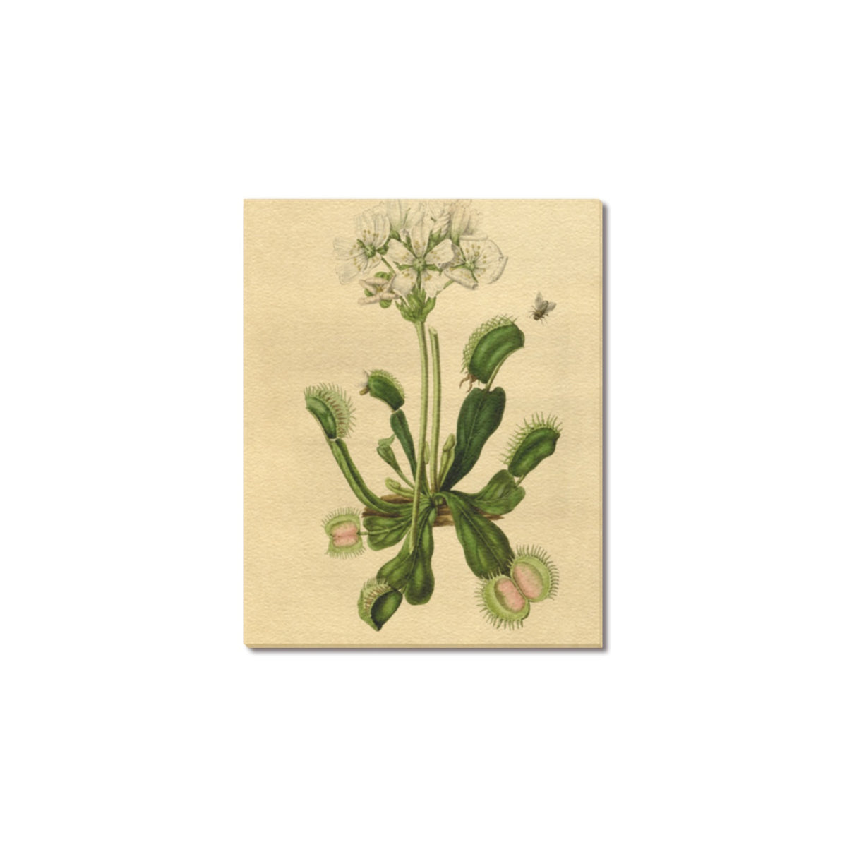 Playoff Bound Venus Flytrap Frame Canvas Print 8"x10"