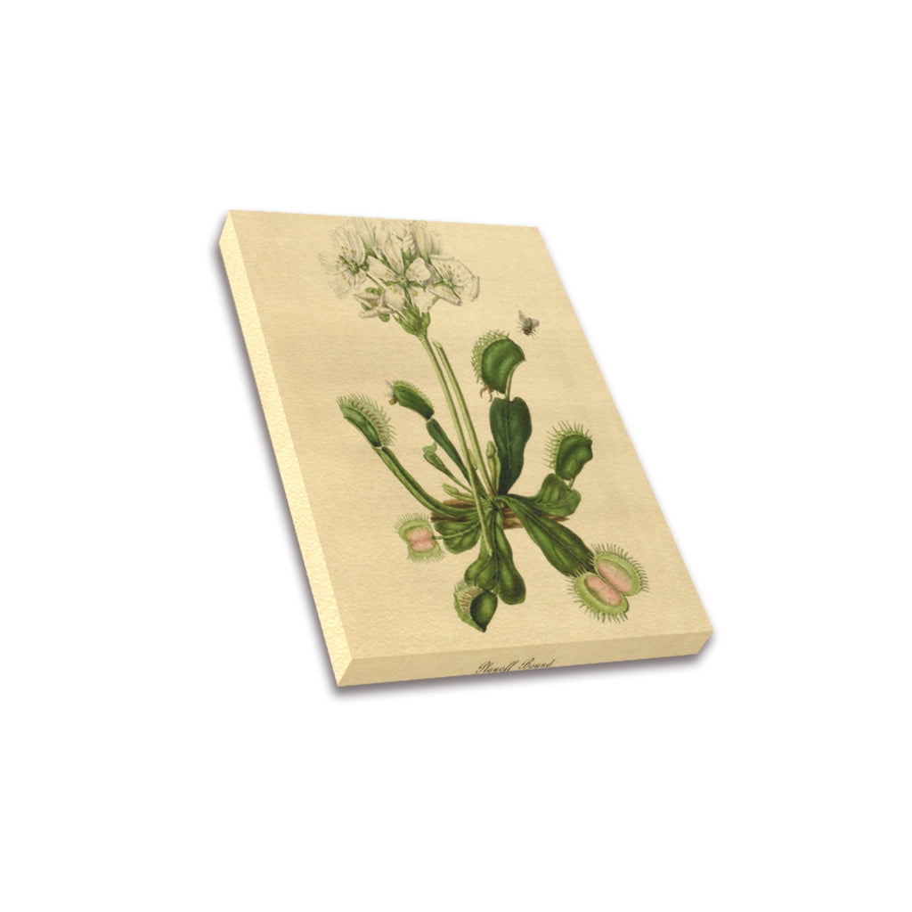 Playoff Bound Venus Flytrap Frame Canvas Print 8"x10"